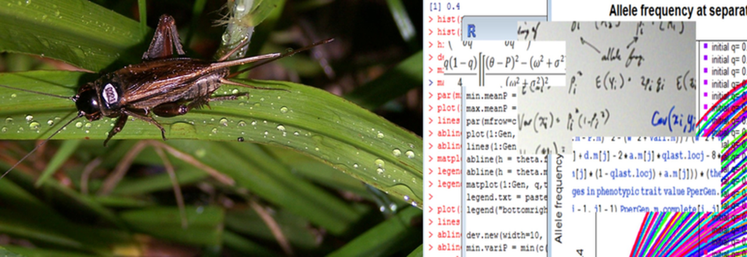 Marked cricket and population genetic equations